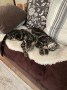 Sally_Sam (3)